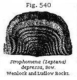 Fig. 540: Strophomena (Leptæna) depressa.