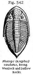Fig. 542: Phacops (Asaphus) caudatus.