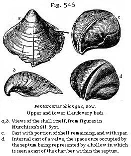 Fig. 546: Pentamerus oblongus.