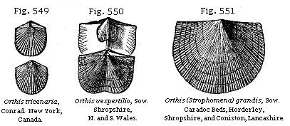 Fig. 549: Orthis tricenaria. Fig. 550: Orthis vespertilio. Fig. 551: Orthis
(Strophomena) grandis.