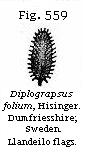 Fig. 559: Diplograpsus folium.