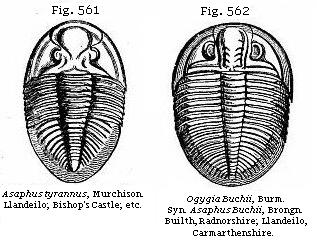 Fig. 561: Asaphus tyrannus. Fig. 562: Ogygia Buchii.