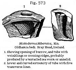 Fig. 573: Histioderma Hibernica.
