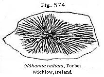 Fig. 574: Oldhamia radiata.