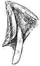Balanus tintinnabulum, var. d’Orbignii, tergum.