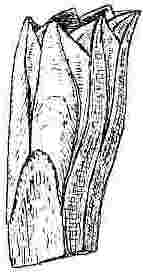 Balanus amphitrite, var. pallidus.