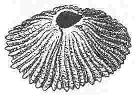 Tetraclita porosa, var. elegans.
