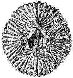 Tetraclita cœrulescens.