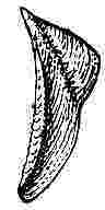Creusia spinulosa, var. 5, tergum.