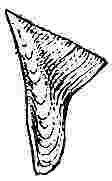Creusia spinulosa, var. 6, tergum.