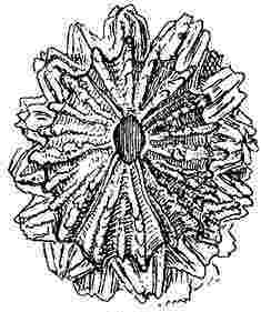 Creusia spinulosa, var. 11.