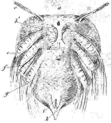 Scalpellum vulgare, larva.