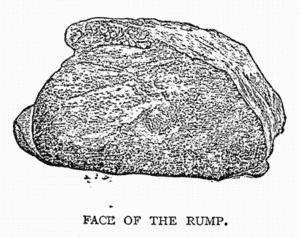 FACE OF THE RUMP.