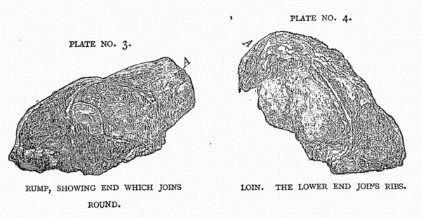 PLATE NO. 3. RUMP, SHOWING END WHICH JOINS ROUND.