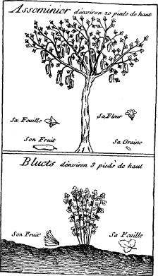 Top: Pawpaw—Bottom: Blue Whortle-berry (on p. 211)
