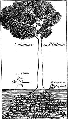 Poplar (''Cotton Tree'')