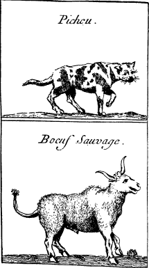 Top: Panther or Catamount—BOTTOM: Bison or Buffalo
