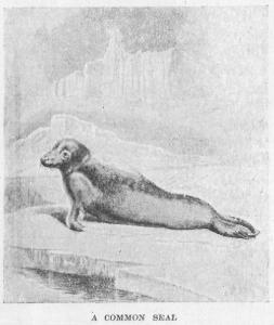 [Illustration: A COMMON SEAL]
