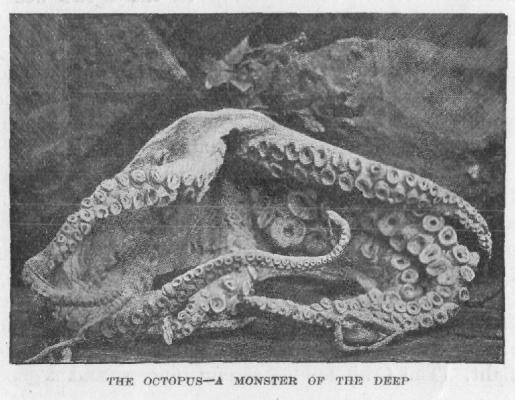 [Illustration: THE OCTOPUS--A MONSTER OF THE DEEP]