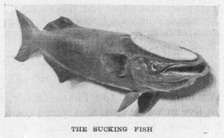 [Illustration: THE SUCKING FISH]