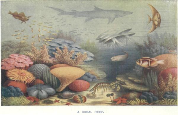 [Illustration: A CORAL REEF.]