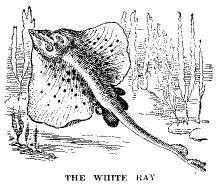 [Illustration: THE WHITE RAY]