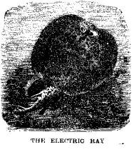 [Illustration: THE ELECTRIC RAY]