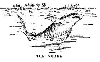 [Illustration: THE SHARK]