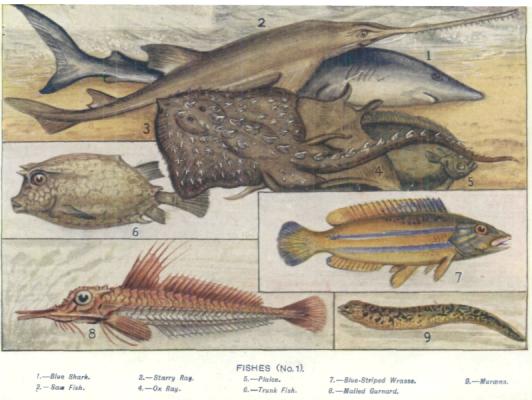 [Illustration: FISHES (No.1).]