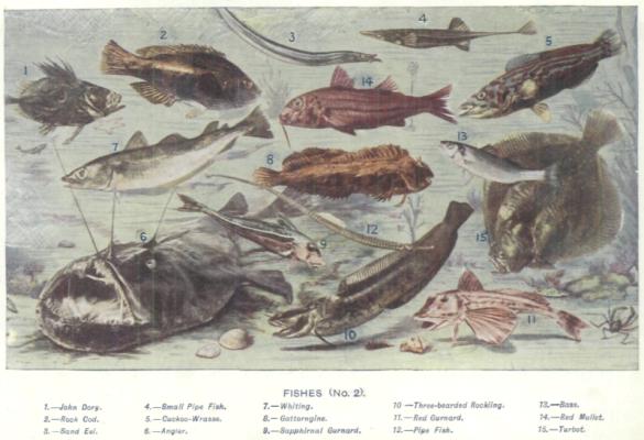 [Illustration: FISHES (No. 2).]