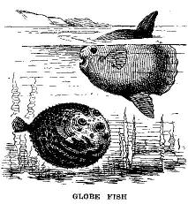 [Illustration: GLOBE FISH]