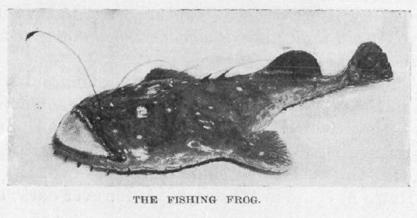 [Illustration: THE FISHING FROG.]