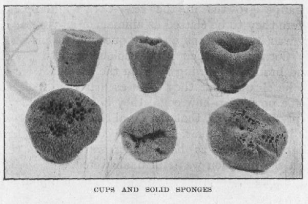 [Illustration: CUPS AND SOLID SPONGES]