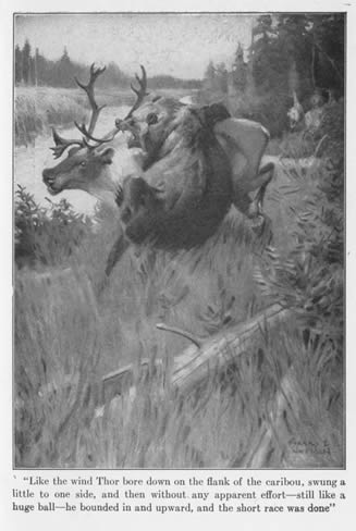 'Like the wind Thor bore down on the flank of the caribou, swung a little to one side,
and then without any apparent effort—still like a huge ball—he bounded
in and upward, and the short race was done.'