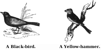 A Black-bird. A Yellow-hammer.