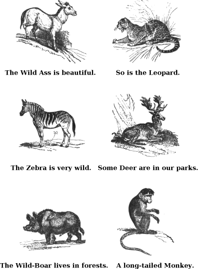 The Wild Ass is Beautiful. So is the Leopard. The Zebra is Very Wild. Some Deer Are in Our Parks. The Wild-boar Lives in Forests. A Long-tailed Monkey. 