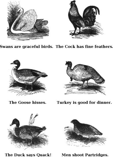 Swans Are Graceful Birds. The Cock Has Fine Feathers. The Goose Hisses. Turkey is Good for Dinner. The Duck Says Quack! Men Shoot Partridges. 