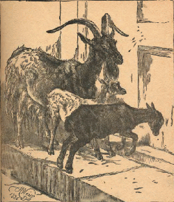 GOATS KNOCKING AT THE DOOR.