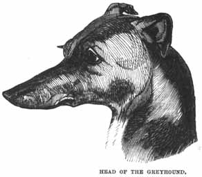 Head of the Greyhound.