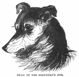 Head of the Shepherds Dog.