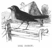 The Robin.