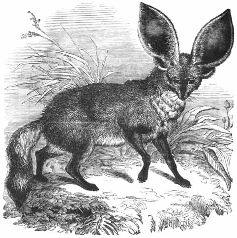 The Long-Eared African Fox.
