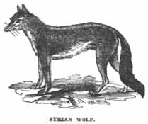 Syrian Wolf.