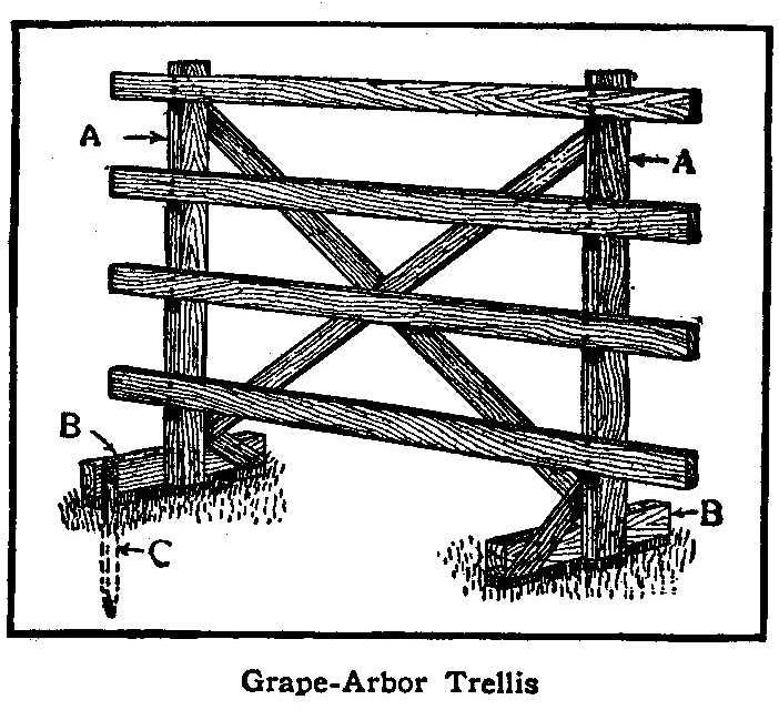 Grape-Arbor Trellis