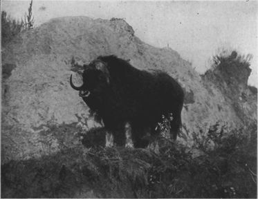 The Musk-ox