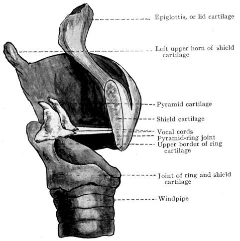 Fig. 4 from Behnke's 'Mechanism of the Human Voice'