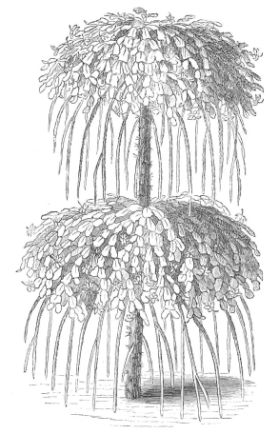 pereskia bleo, with epiphyllum and cereus flagelliformis grafted upon it