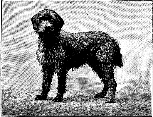 FIG 6.--COARSE HAIRED GRIFFON.