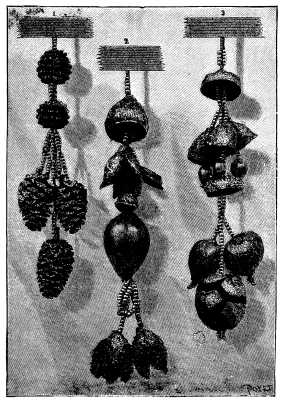 FIG. 1.—DRESS TRIMMINGS OF FRUITS AND SEEDS. 1. Seeds of <i>Casuarina</i> and fruit of alder. 2. Acorn cup, involcure of beech, and pod of medick. 3. Fruit of <i>Eucalyptus</i>, cups of acorns, Job’s tears, and cones of cypress.