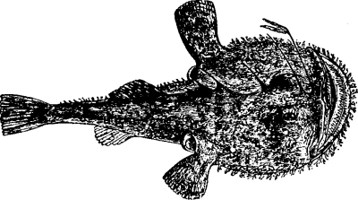 The Angler (<i>Lophius piscatorius</i>).